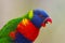 The rainbow lorikeet ,Trichoglossus moluccanus, sitting on the branch with open beak. Extremely colored parrot on a branch with a