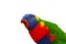 The rainbow lorikeet Trichoglossus moluccanus sitting on the branch with open beak. Extremely colored parrot isolated with a