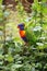 The rainbow lorikeet Trichoglossus moluccanus sitting in the green. Extremely colored parrot on a branch with a colorful