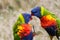 Rainbow lorikeets