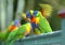 Rainbow Lorikeets