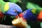 Rainbow lorikeets eating orange slice