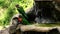 Rainbow lorikeets having a bath