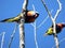 Rainbow Lorikeets looking down against a blue sky