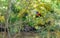 Rainbow Lorikeets sitting on a branch