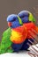 Rainbow Lorikeets, Trichoglossus haematodus