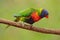 Rainbow Lorikeets Trichoglossus haematodus, colourful parrot sitting on the branch, animal in the nature habitat, Australia. Blue,