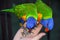 Rainbow lorikeets (trichoglossus moluccanus) feeding from a woman\'s hand