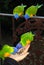 Rainbow lorikeets (trichoglossus moluccanus) feeding from a woman\'s hand