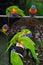 Rainbow lorikeets (trichoglossus moluccanus) feeding from a woman\\\'s hand