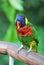 Rainbow Lory