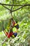 Rainbow Lory