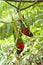 Rainbow Lory