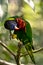 Rainbow Lory