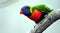 Rainbow Lory