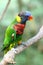 Rainbow Lory perched on a branch