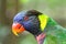 Rainbow Lory side profile