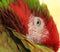 Rainbow Macaw, Exotic Bird