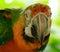 Rainbow Macaw, Exotic, Bird, Amazon Parrot, Species