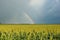 Rainbow Over Field of Milo (Sorghum)