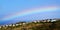 Rainbow over ocean view homes