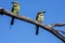 Rainbow pair of bee-eater, Merops ornatus, Western Australia