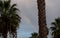 Rainbow With Palm Trees In Faro Portugal