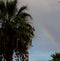 Rainbow With Palm Trees In Faro Portugal