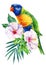 Rainbow parrot and tropical hibiscus flower on isolated white background, watercolor illustration, jungle design