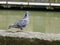 Rainbow Pigeon on Riverside Wall