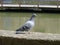 Rainbow Pigeon on Riverside Wall