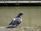 Rainbow Pigeon on Riverside Wall