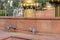 Rainbow. Pigeons in the city fountain to drink water.