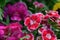 Rainbow pink Dianthus chinensis