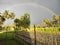 Rainbow after rain field coconut view