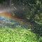 Rainbow during rain in garden in sunny autumn day