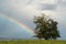 Rainbow rising in a stormy sky behind a summer pasture with fence and fruit tree in foreground