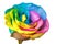 Rainbow rose