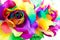 rainbow rose flower