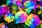 rainbow rose flowers with colorful petals