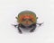 rainbow scarab - Phanaeus vindex - is a North American dung beetle Front view isolated cutout on white background