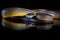 Rainbow Serpent Water Python - Liasis fuscus - isolated on black