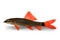Rainbow shark catfish Epalzeorhynchos frenatum aquarium fish isolated on white