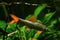 Rainbow shark or sharkminnow, popular and useful freshwater cleaner adult fish Epalzeorhynchos frenatus in nature aqua