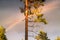 Rainbow shines over pine tree, very clear skies and clean rainbow colors. Scandinavian nature are illuminated by evening sun