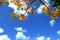 Rainbow shower tree flowers with gorgeous skies in the background