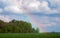 Rainbow in the sky above the grove and the wheat field with young crops.