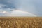 Rainbow in the sky over a field of wheat, rainbow during the rain in the field of yellow wheat