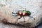 Rainbow stag beetle