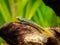 Rainbow Stiphodon Goby Stiphodon ornatus isolated in a fish tank with blurred background